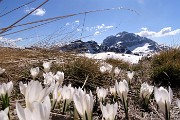 60 Crocus primaverili con Arera da sfondo